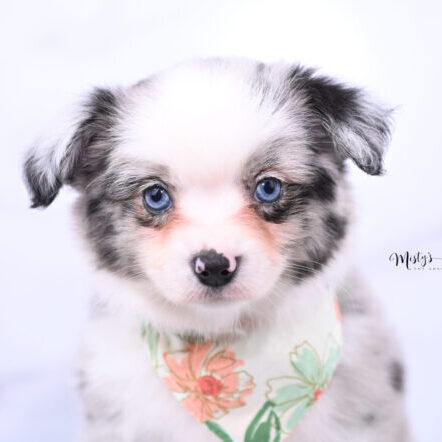 Australian Shepherd Puppies PICA 7 Weeks93