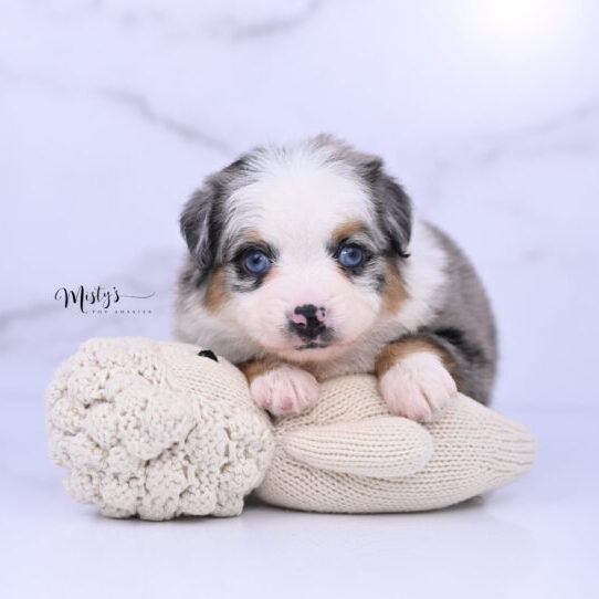 Australian Shepherd Puppies REVEL 5 Weeks92