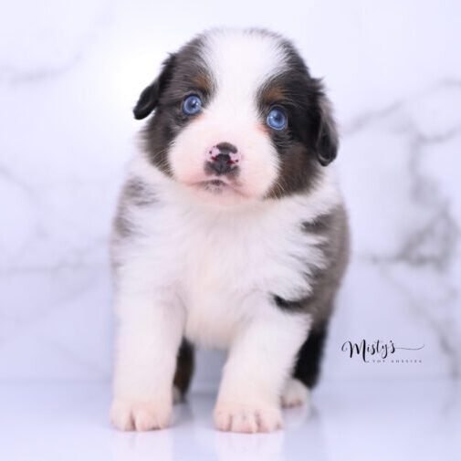 Australian Shepherd Puppies RIDGE 5 Weeks98