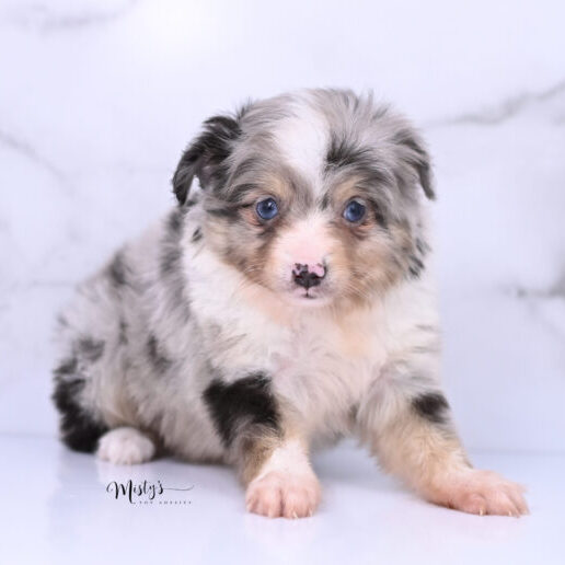 Australian Shepherd Puppies River 6 Weeks24