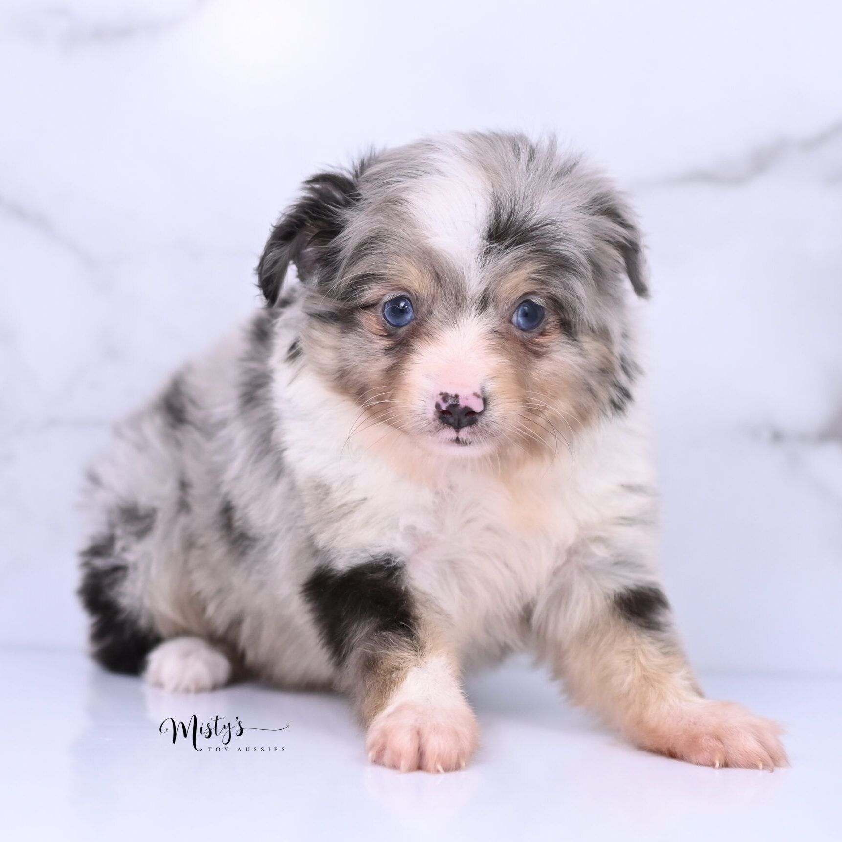 Australian Shepherd Puppies River 6 Weeks24