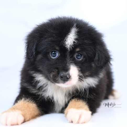Australian Shepherd Puppies SPIDEY 7 Weeks30