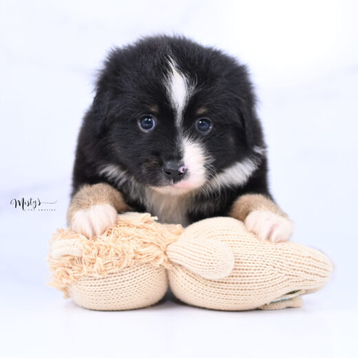 Australian Shepherd Puppies Spidey 5 Weeks38