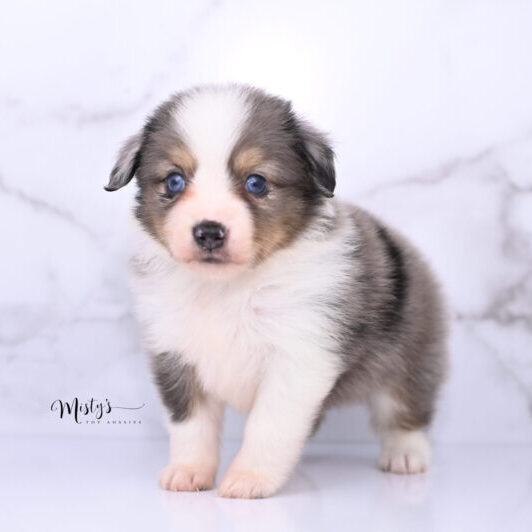 Australian Shepherd Puppies WILEY 5 Weeks61