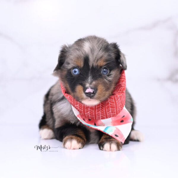 Australian Shepherd Puppies ZADIE 5 Weeks41