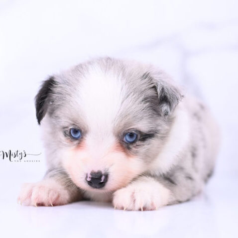 Australian Shepherd Puppies ZURI 5 Weeks75
