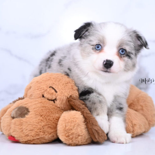 Australian Shepherd Puppies ZURI 7 Weeks47