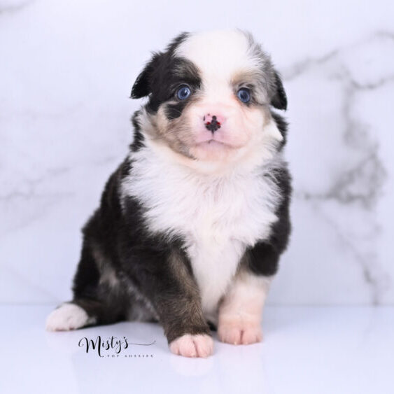 Australian Shepherd Puppies Astrid 5 Weeks16