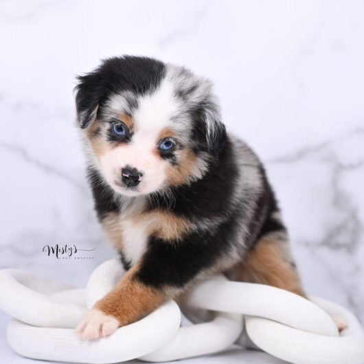 Australian Shepherd Puppies Babette 6 Weeks37