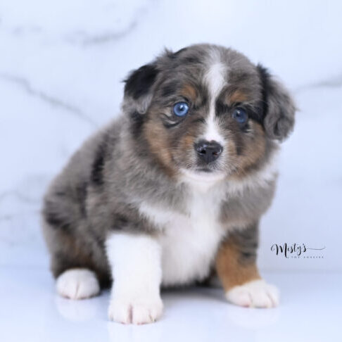 Australian Shepherd Puppies Bellou 6 Weeks18