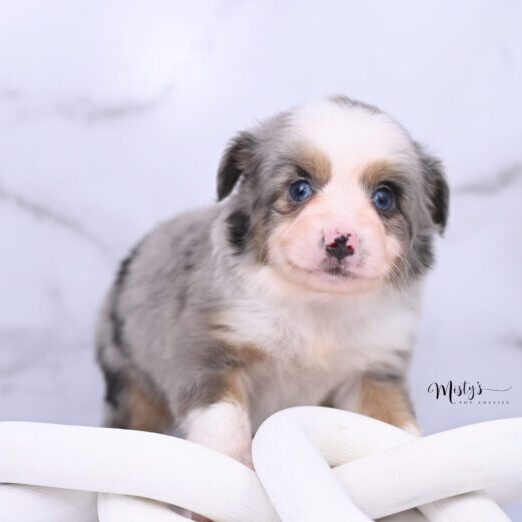 Australian Shepherd Puppies Birch 5 Weeks60
