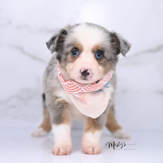 Australian Shepherd Puppies Birch 6 Weeks06