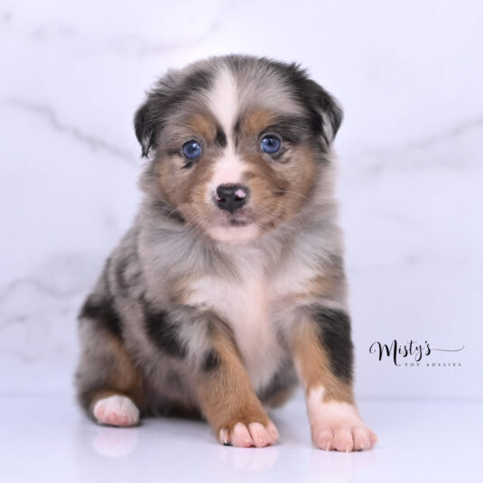 Australian Shepherd Puppies Bumble 5 Weeks11