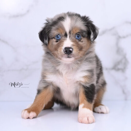 Australian Shepherd Puppies Bumble 6 Weeks69