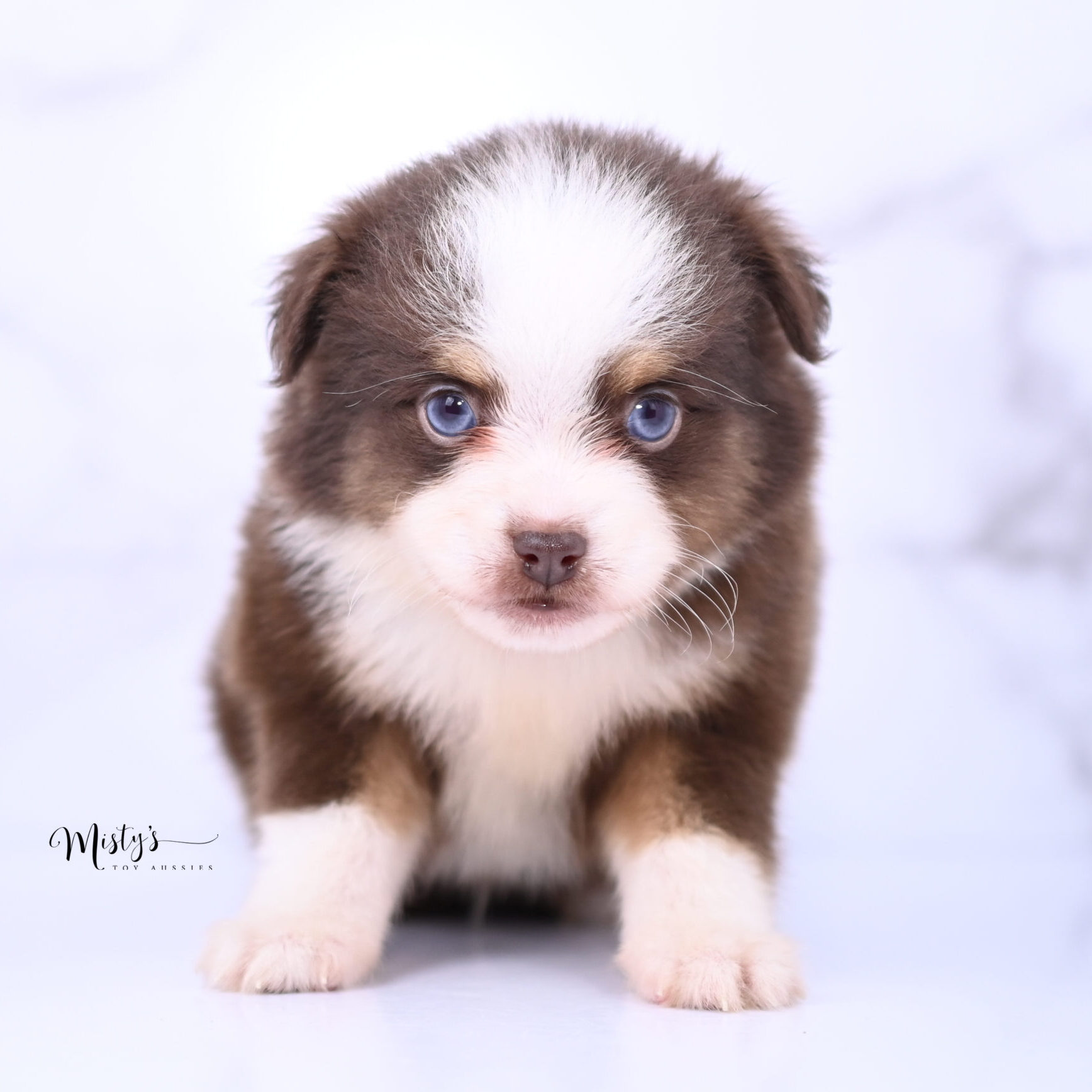 Australian Shepherd Puppies Cedar 6 Weeks19
