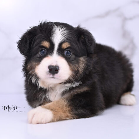 Australian Shepherd Puppies Colby 6 Weeks28