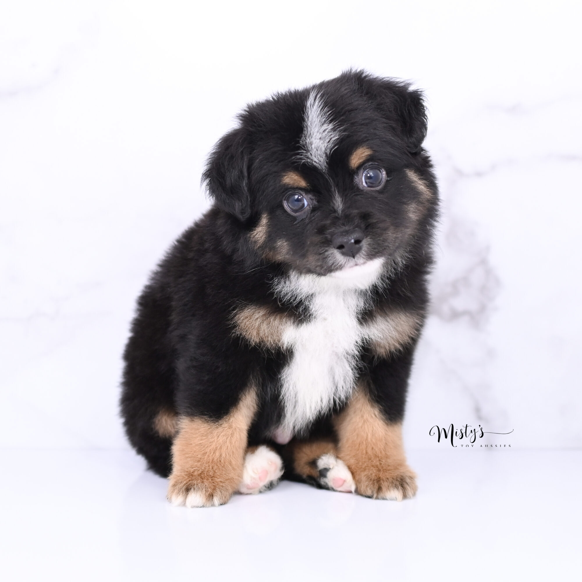 Australian Shepherd Puppies Copper 6 Weeks20