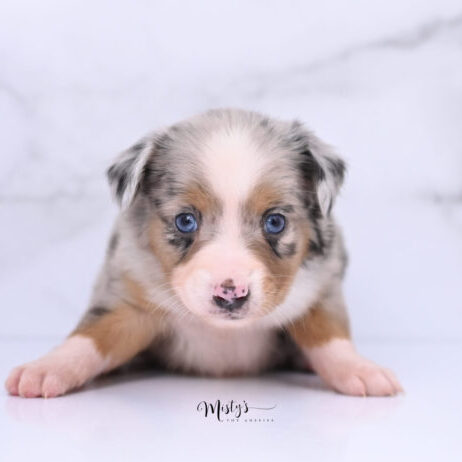 Australian Shepherd Puppies Dimple 5 Weeks82