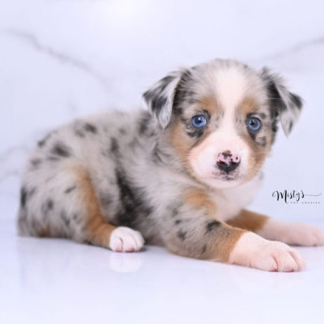 Australian Shepherd Puppies Dimple 6 Weeks57