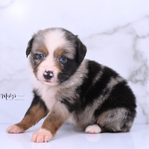 Australian Shepherd Puppies Fritter 5 Weeks59