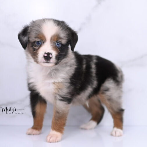 Australian Shepherd Puppies Fritter 6 Weeks13
