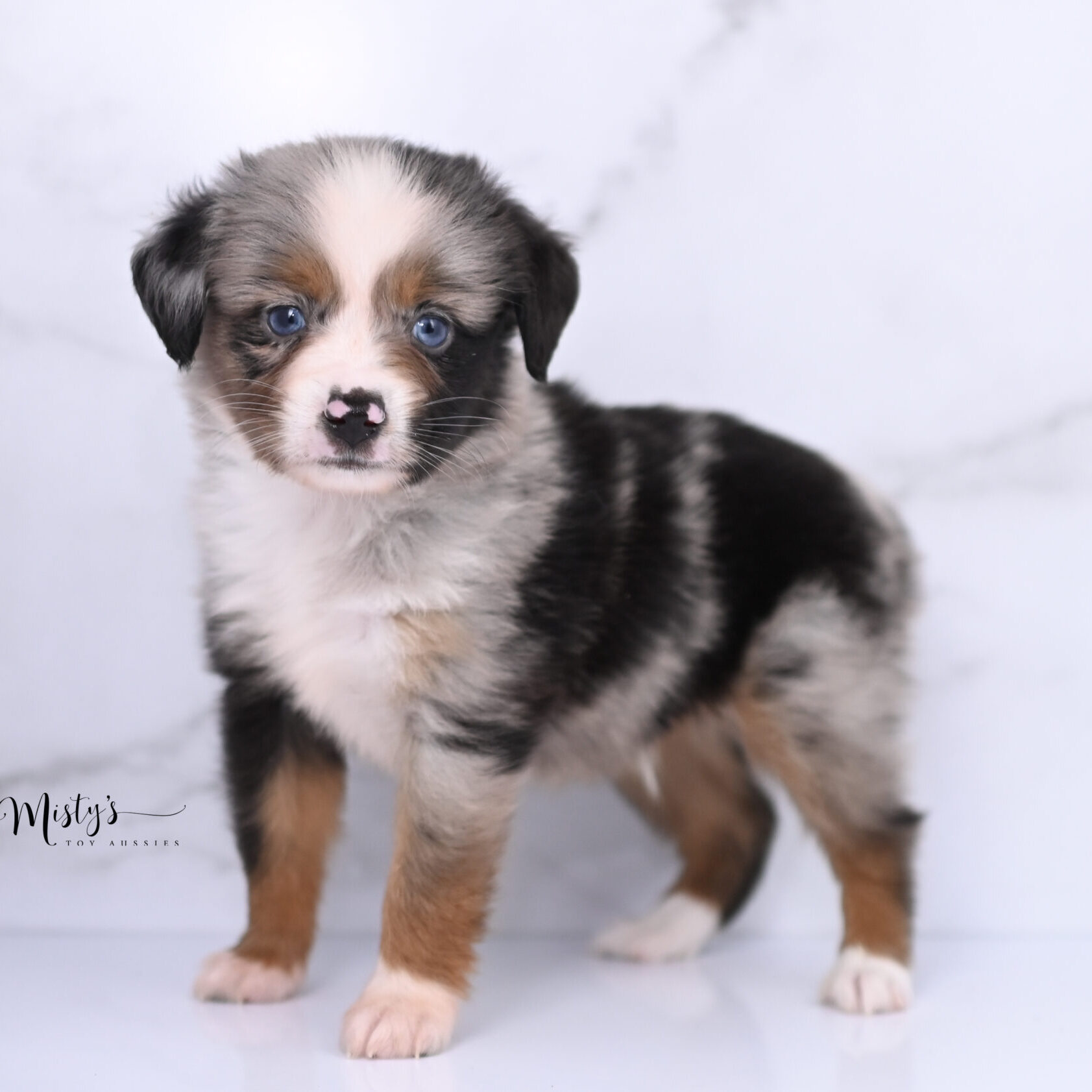 Australian Shepherd Puppies Fritter 6 Weeks13