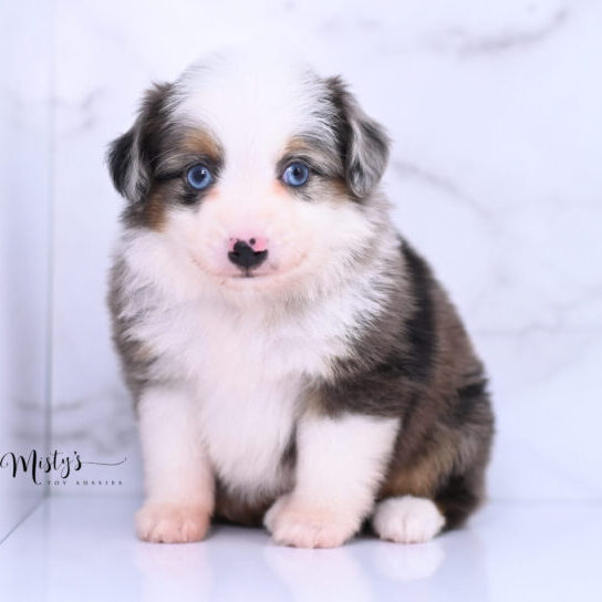 Australian Shepherd Puppies Gypsy 5 Weeks78