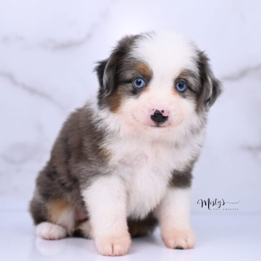 Australian Shepherd Puppies Gypsy 6 Weeks35