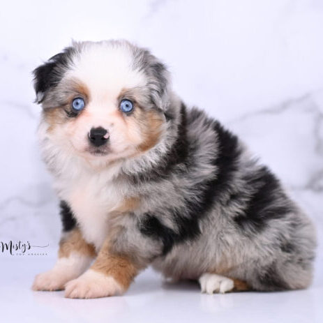 Australian Shepherd Puppies Huckabee 6 Weeks89