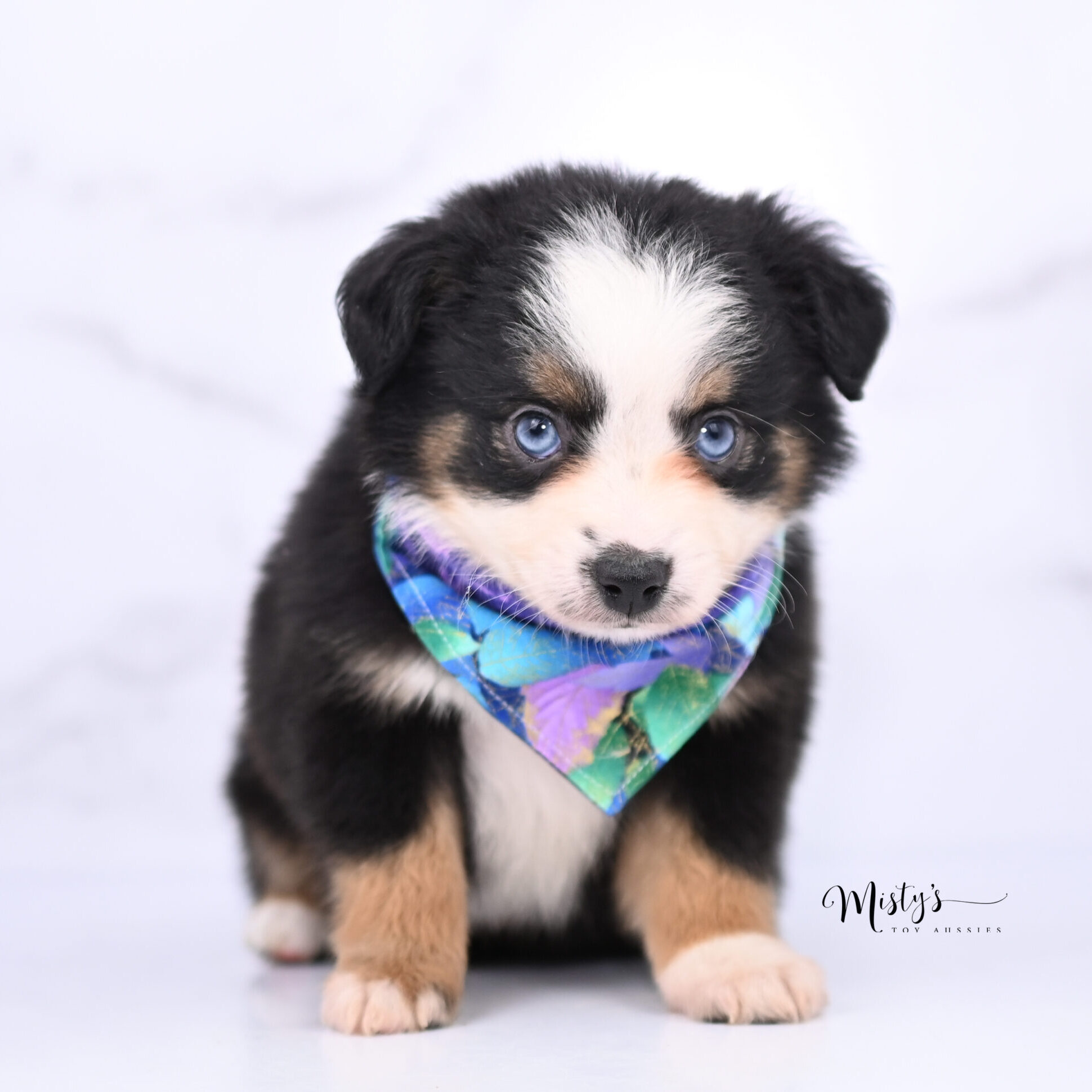 Australian Shepherd Puppies Huey 6 Weeks81