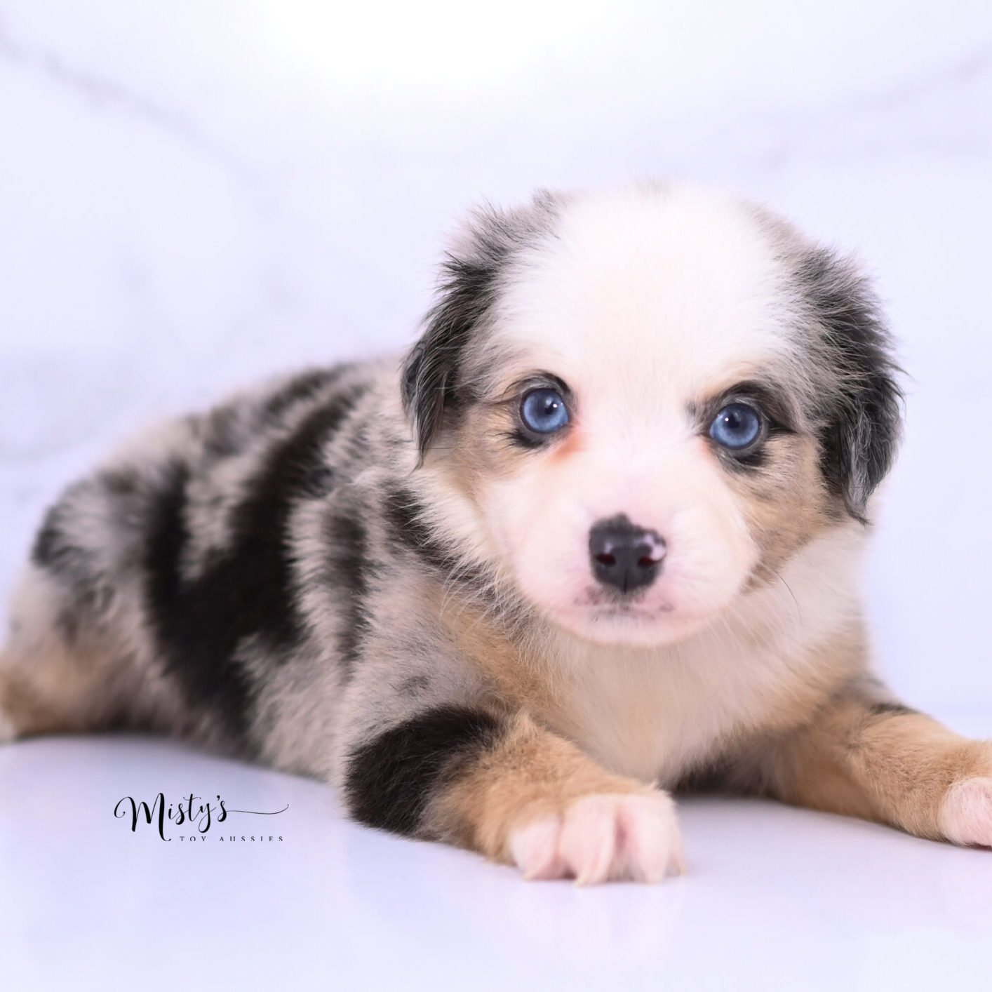 Australian Shepherd Puppies Lagoon 6 Weeks49
