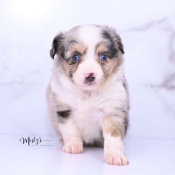 Australian Shepherd Puppies Luna Blue 6 Weeks33