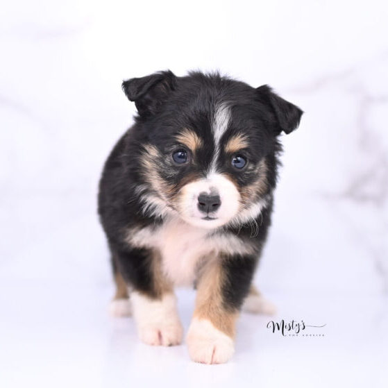 Australian Shepherd Puppies Mallie Mae 6 Weeks31