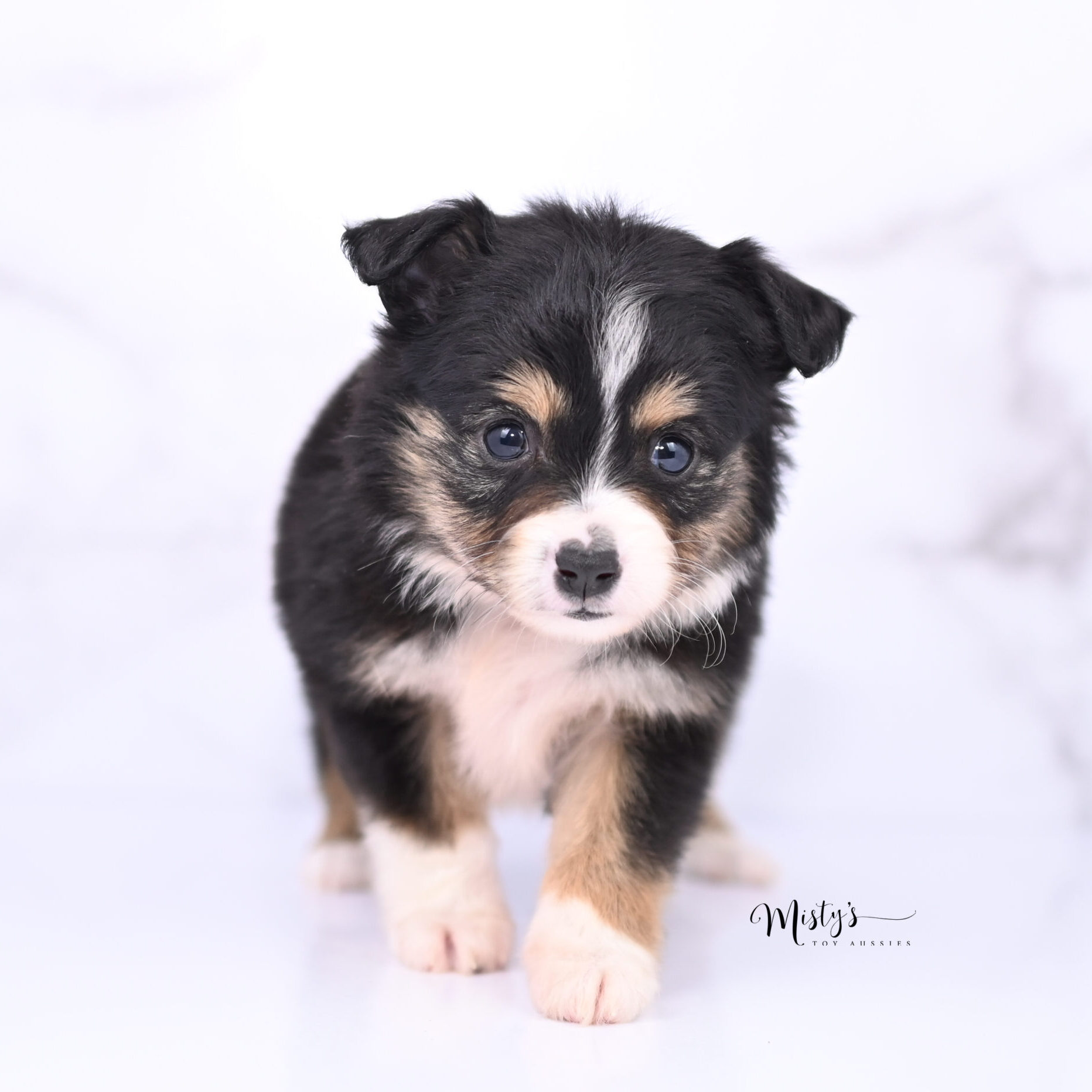 Australian Shepherd Puppies Mallie Mae 6 Weeks31