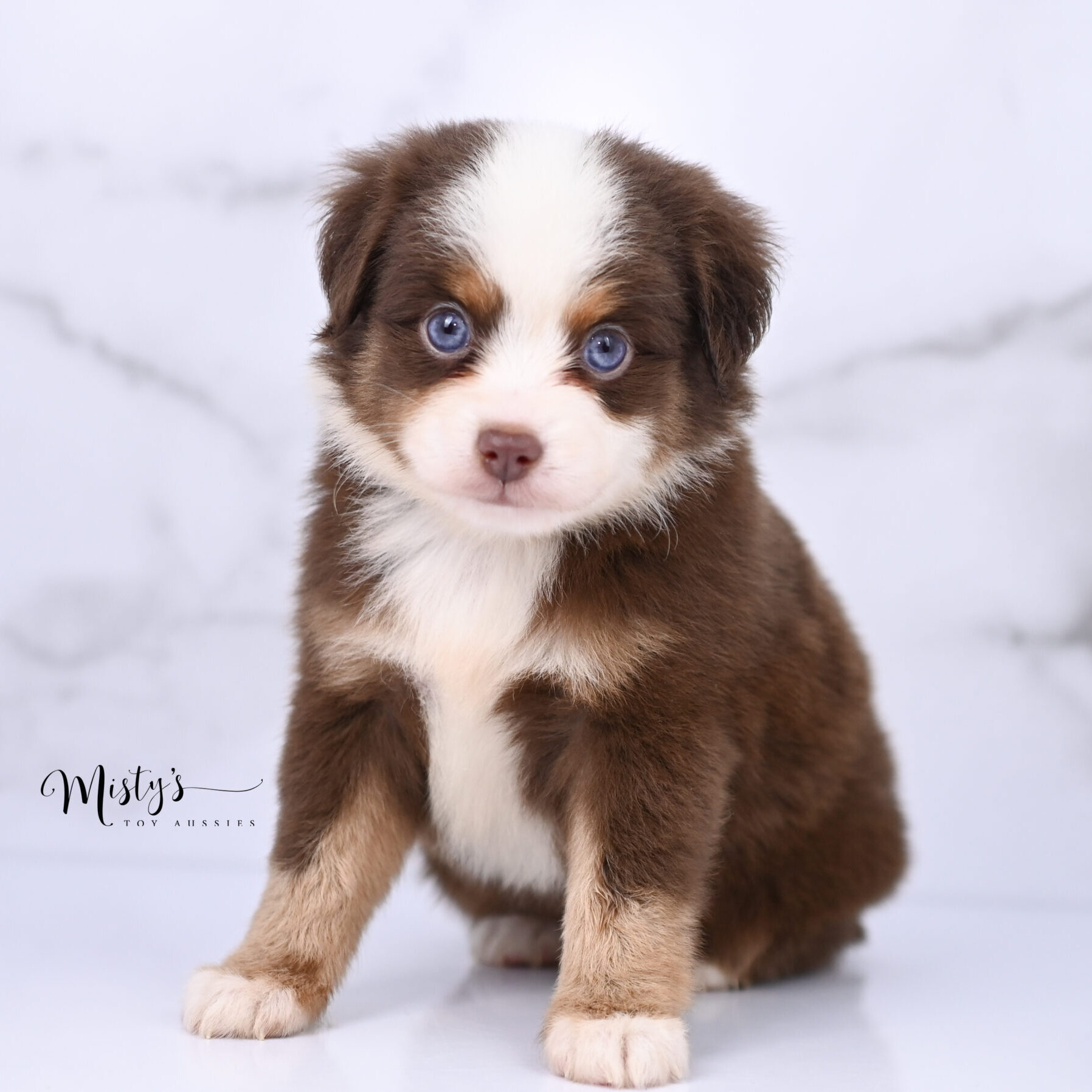 Australian Shepherd Puppies Maple 6 Weeks41