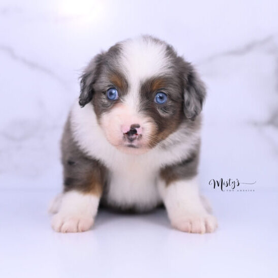 Australian Shepherd Puppies Moppet 5 Weeks15