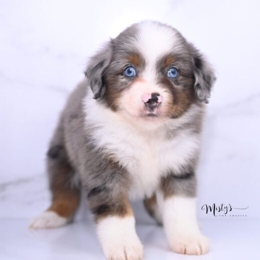 Australian Shepherd Puppies Moppet 6 Weeks75