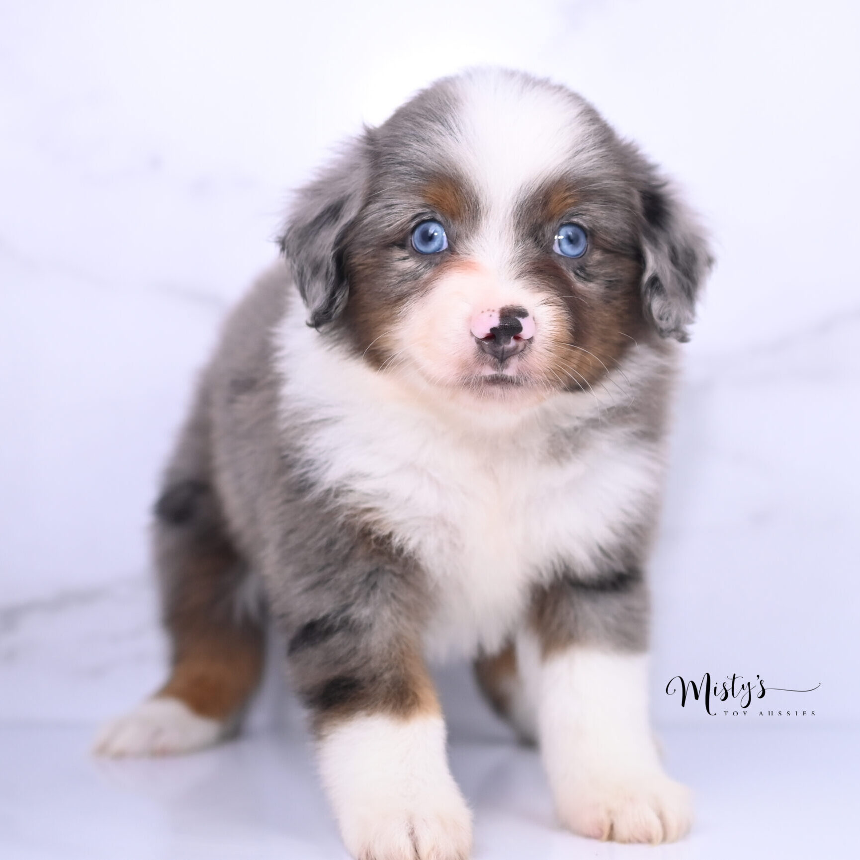Australian Shepherd Puppies Moppet 6 Weeks75