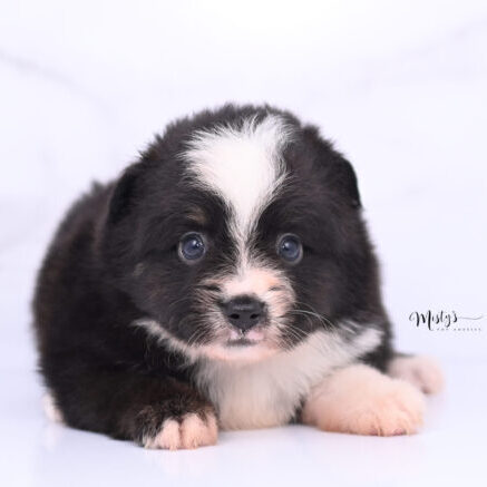 Australian Shepherd Puppies Morsel 5 Weeks06