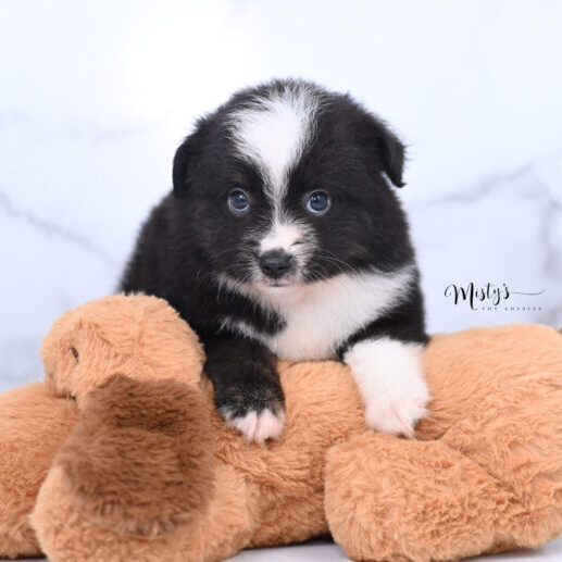 Australian Shepherd Puppies Morsel 6 Weeks58