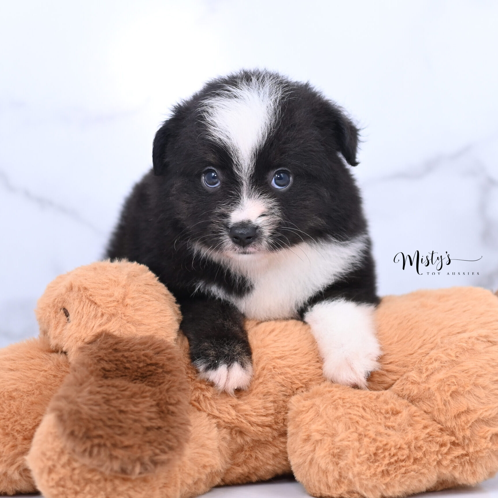 Australian Shepherd Puppies Morsel 6 Weeks58