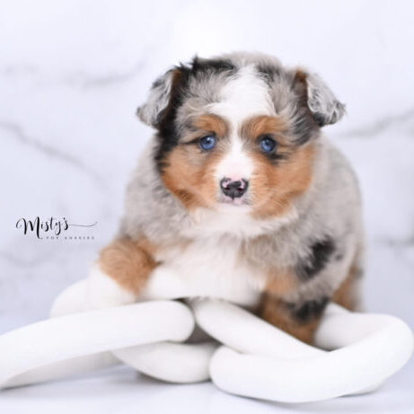 Australian Shepherd Puppies Nimbus 6 Weeks75