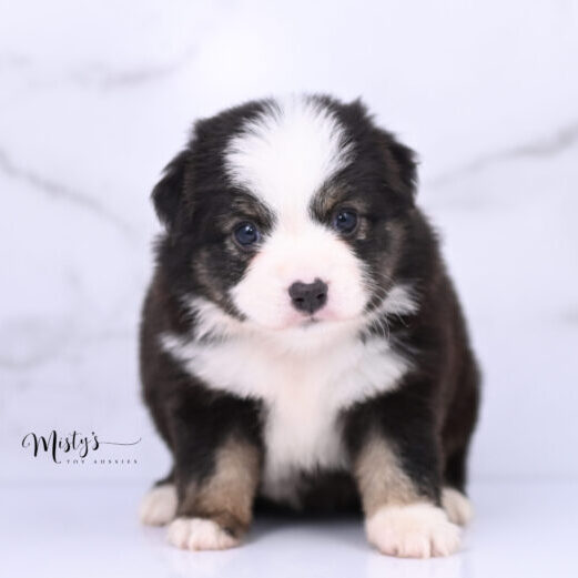 Australian Shepherd Puppies Odie 5 Weeks80