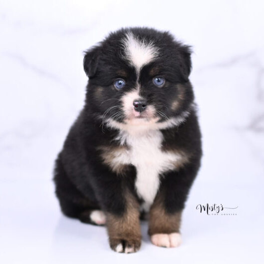 Australian Shepherd Puppies Odie 6 Weeks64