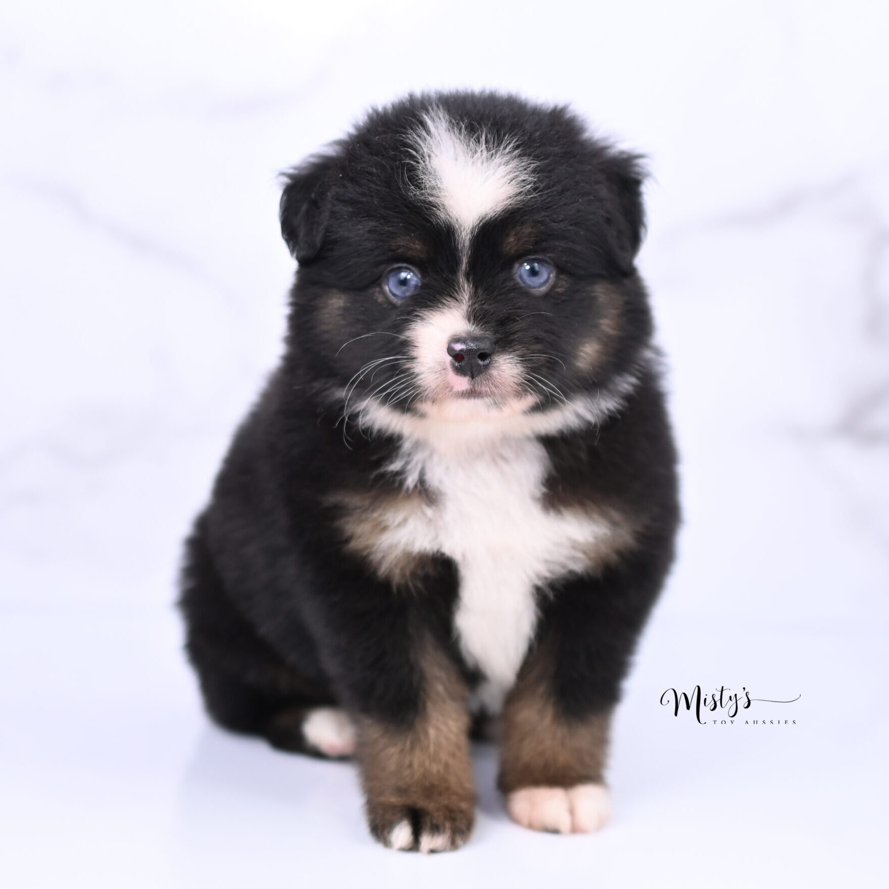 Australian Shepherd Puppies Odie 6 Weeks64