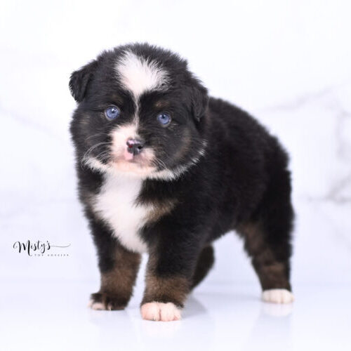 Australian Shepherd Puppies Ossie 5 Weeks44