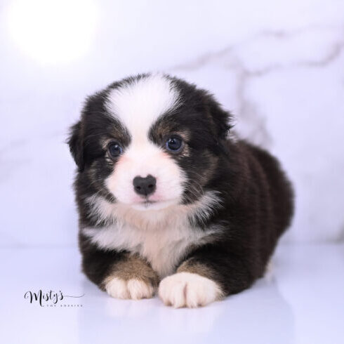 Australian Shepherd Puppies Ossie 6 Weeks82