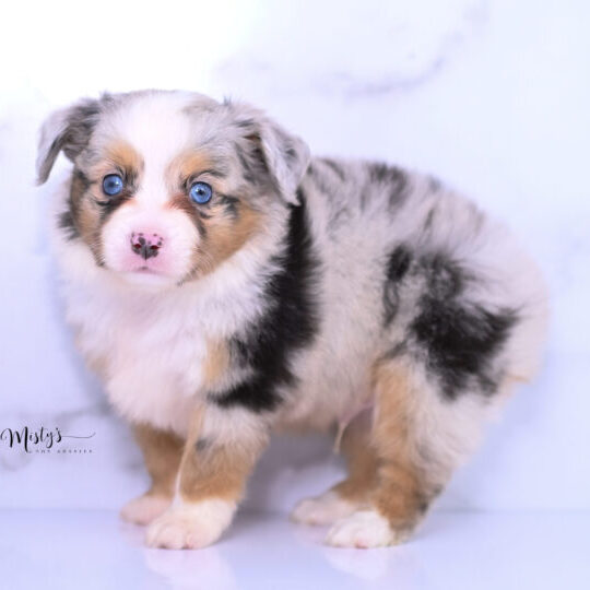 Australian Shepherd Puppies Otis 6 Weeks80