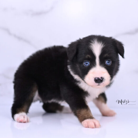 Australian Shepherd Puppies Peepers 5 Weeks34