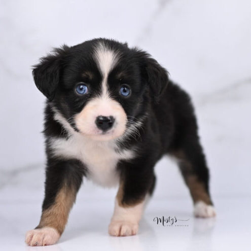 Australian Shepherd Puppies Peepers 6 Weeks99